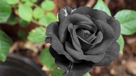 ‎Black Roses 